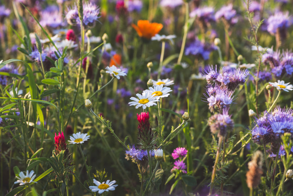 Low Maintenance Grass Alternative: Wildflower Alternatives