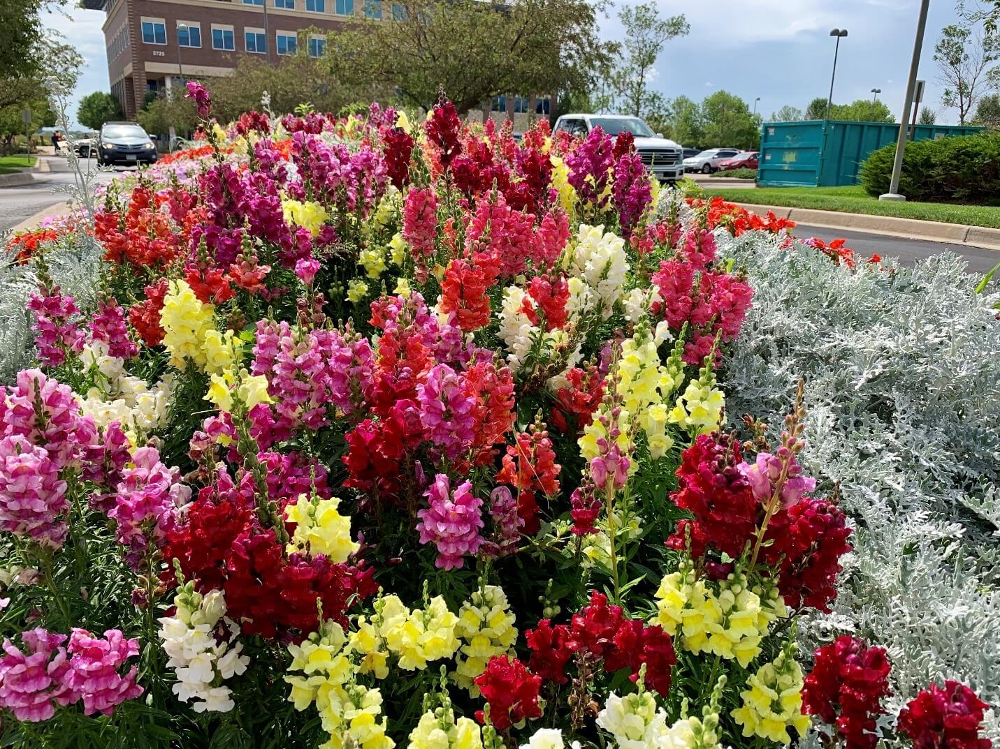 There are different colour flower plants in front of the building