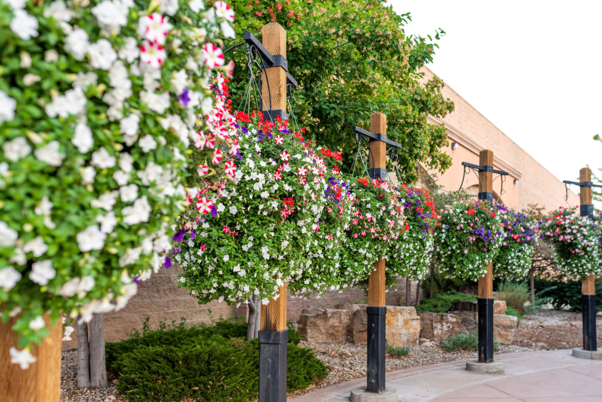 Hanging flower pots with colourful flower plants on side of the pathway