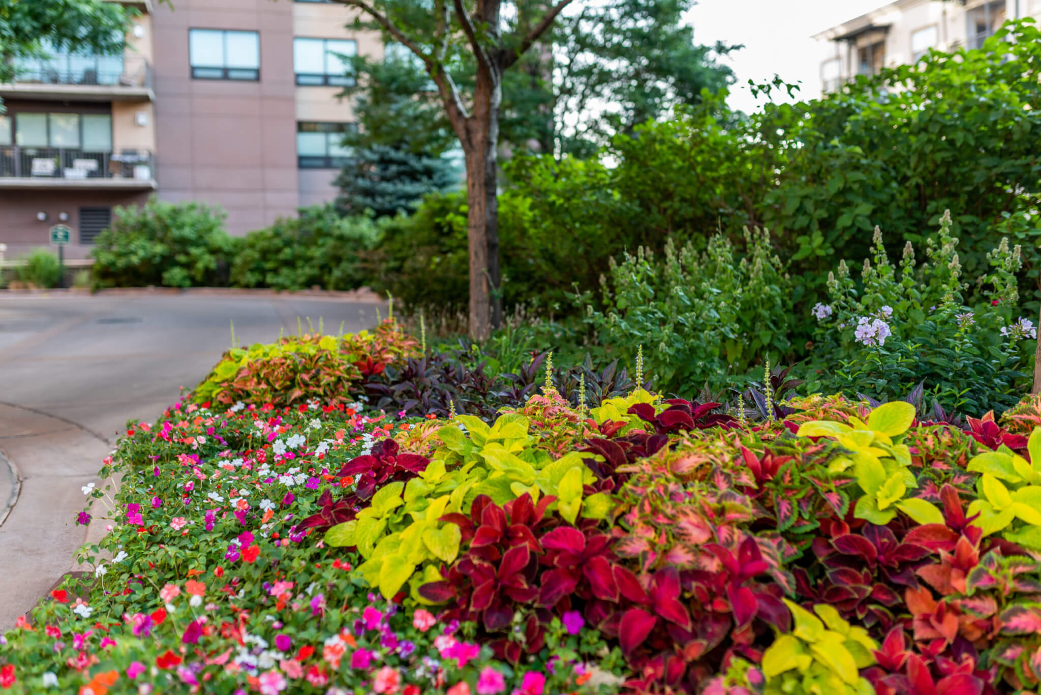 Some trees and colourful flower plants on road side of the building