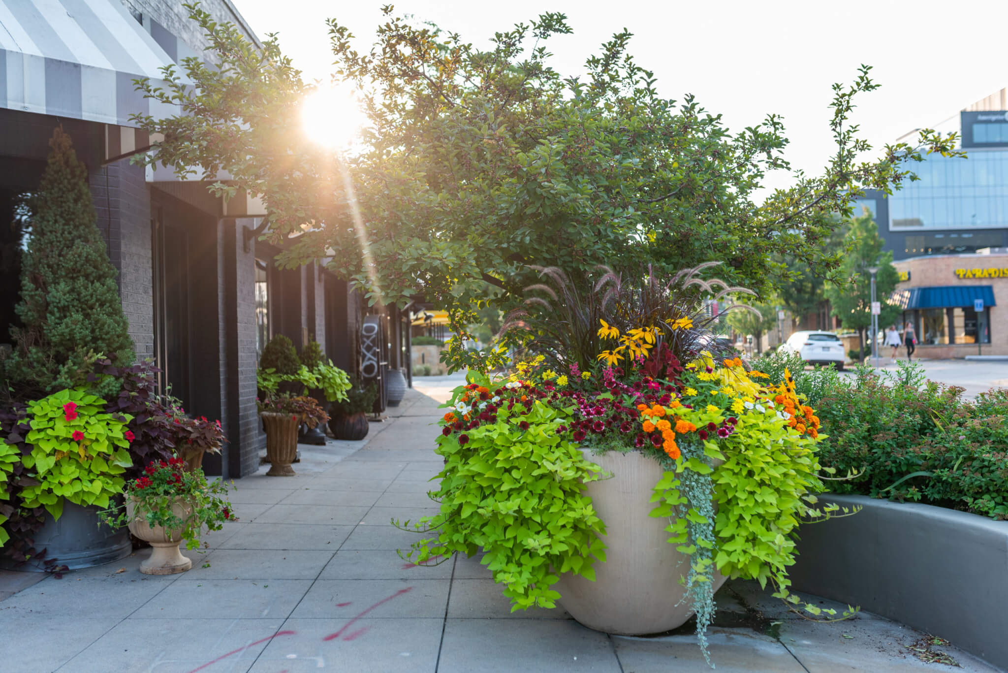 Lawn area filled with flower pots and plants in front of the house with sun peering through