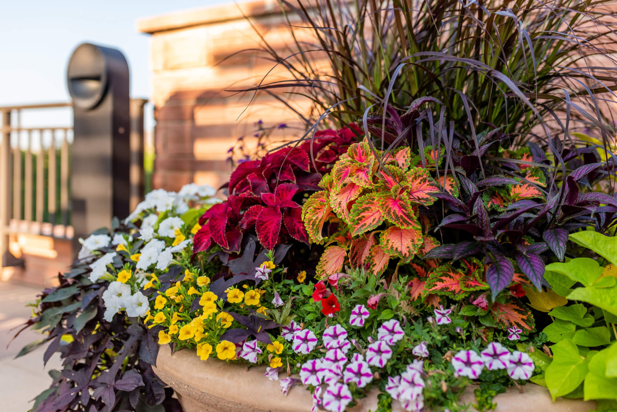 A big flower pot filled with colourful flower plants