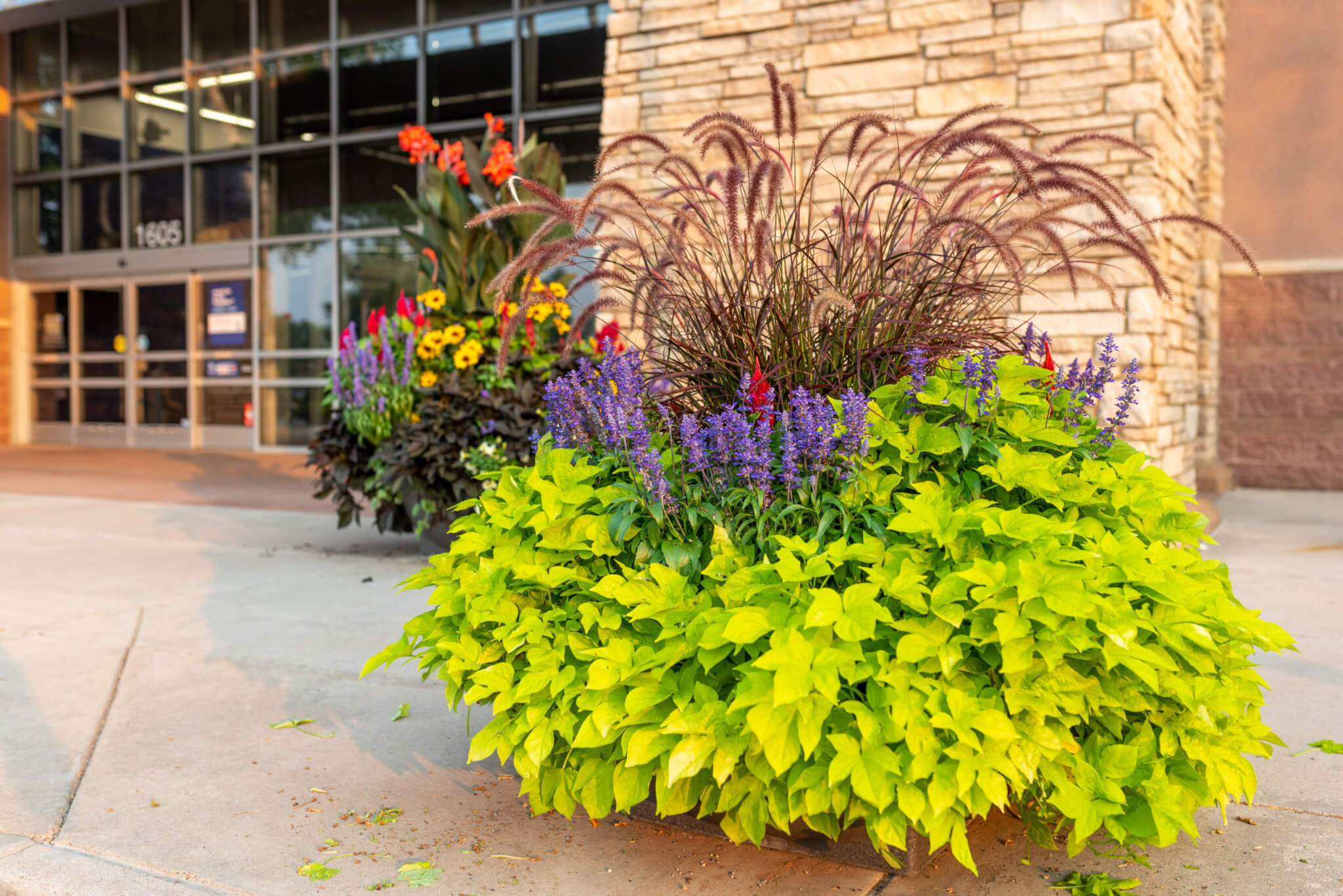 Small flower pots filled with different types of plants and colourful flower plants in front of a building