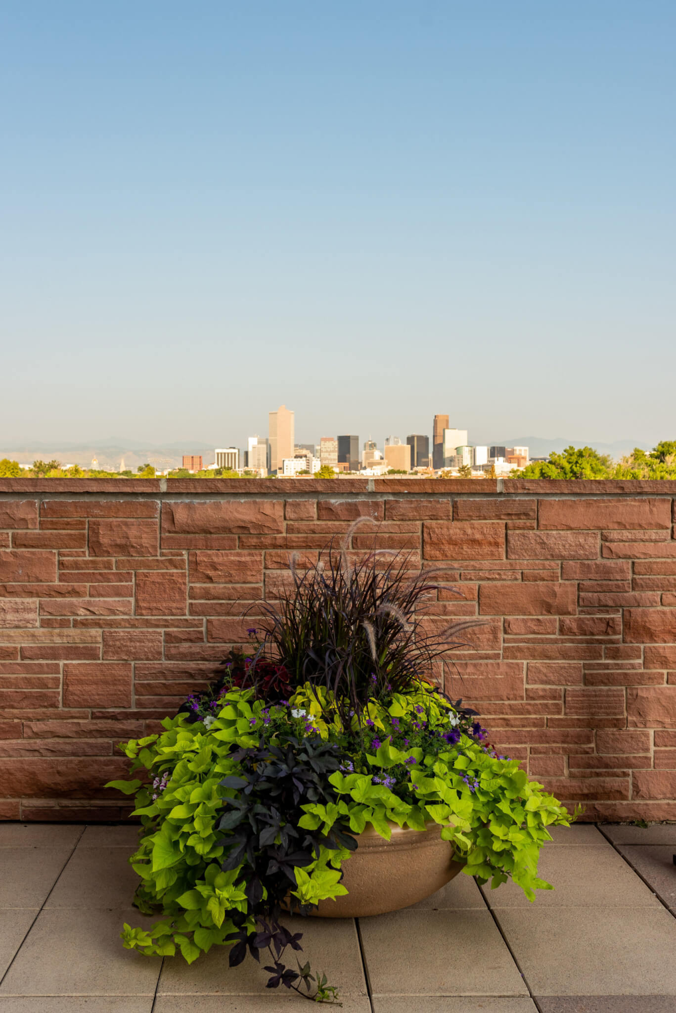 A big flower pot with different types of plants and rooftop view of the city