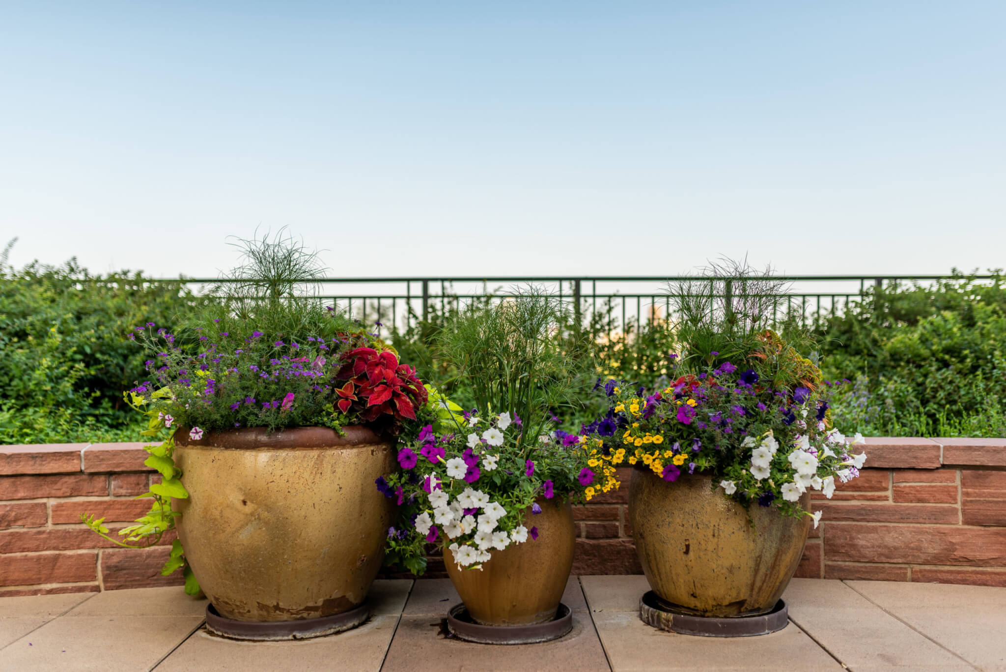 A big flower pots filled with different types of plants and colour flower plants