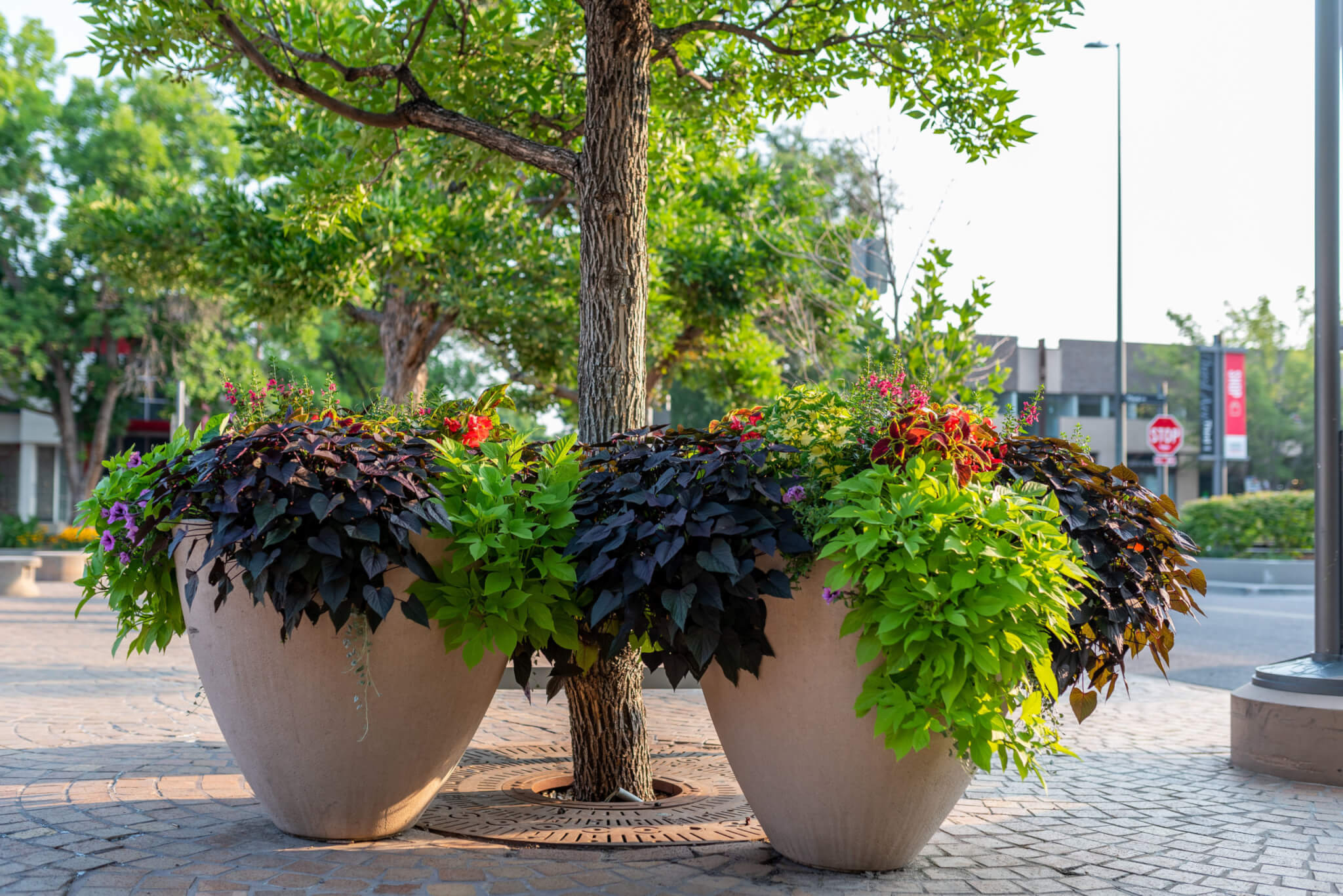 There are trees and a big flower pots in middle of the footpath