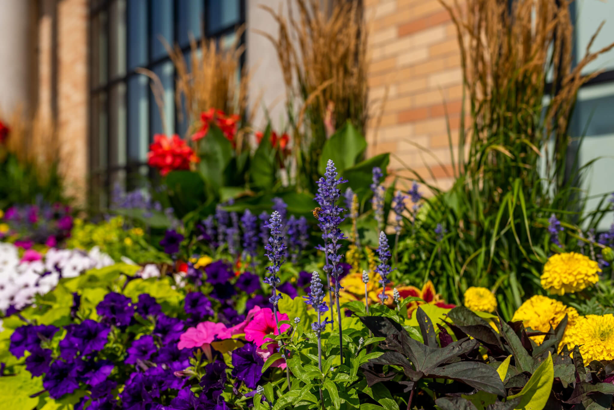 Different colour flower plants outside of a building