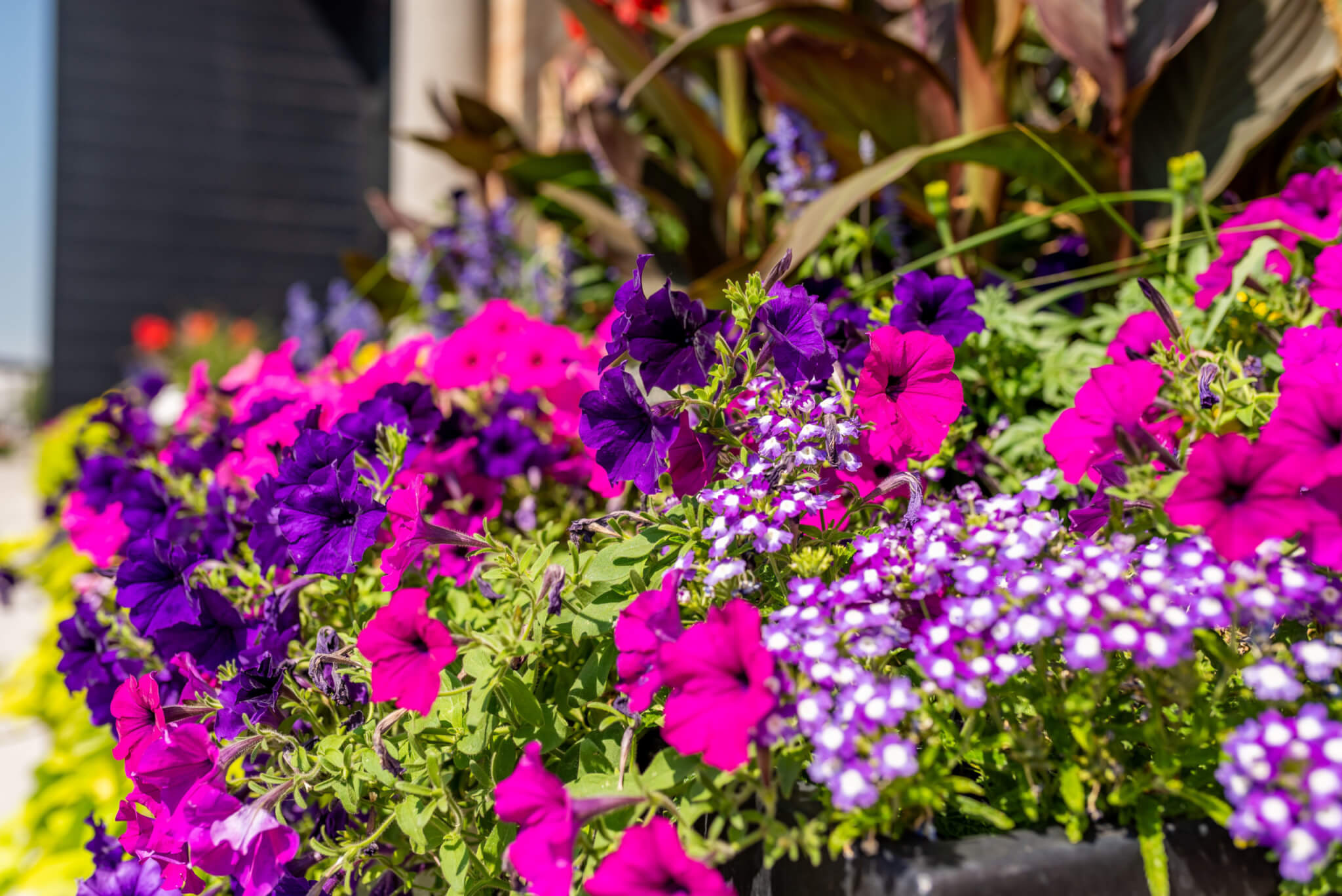 Purple colour flower plants outside of a building