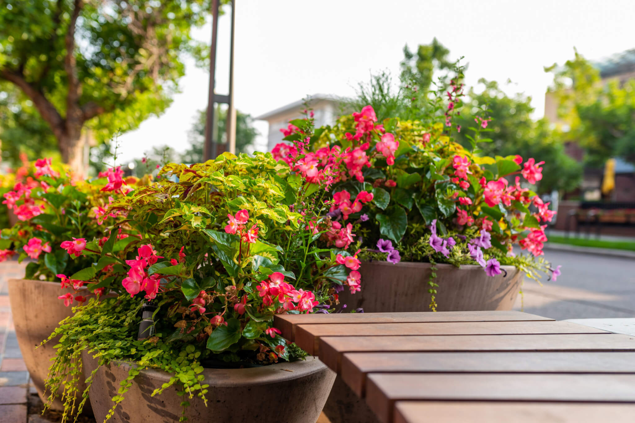 Small flower pots filled with different types of plants and colourful flower plants on the footpath