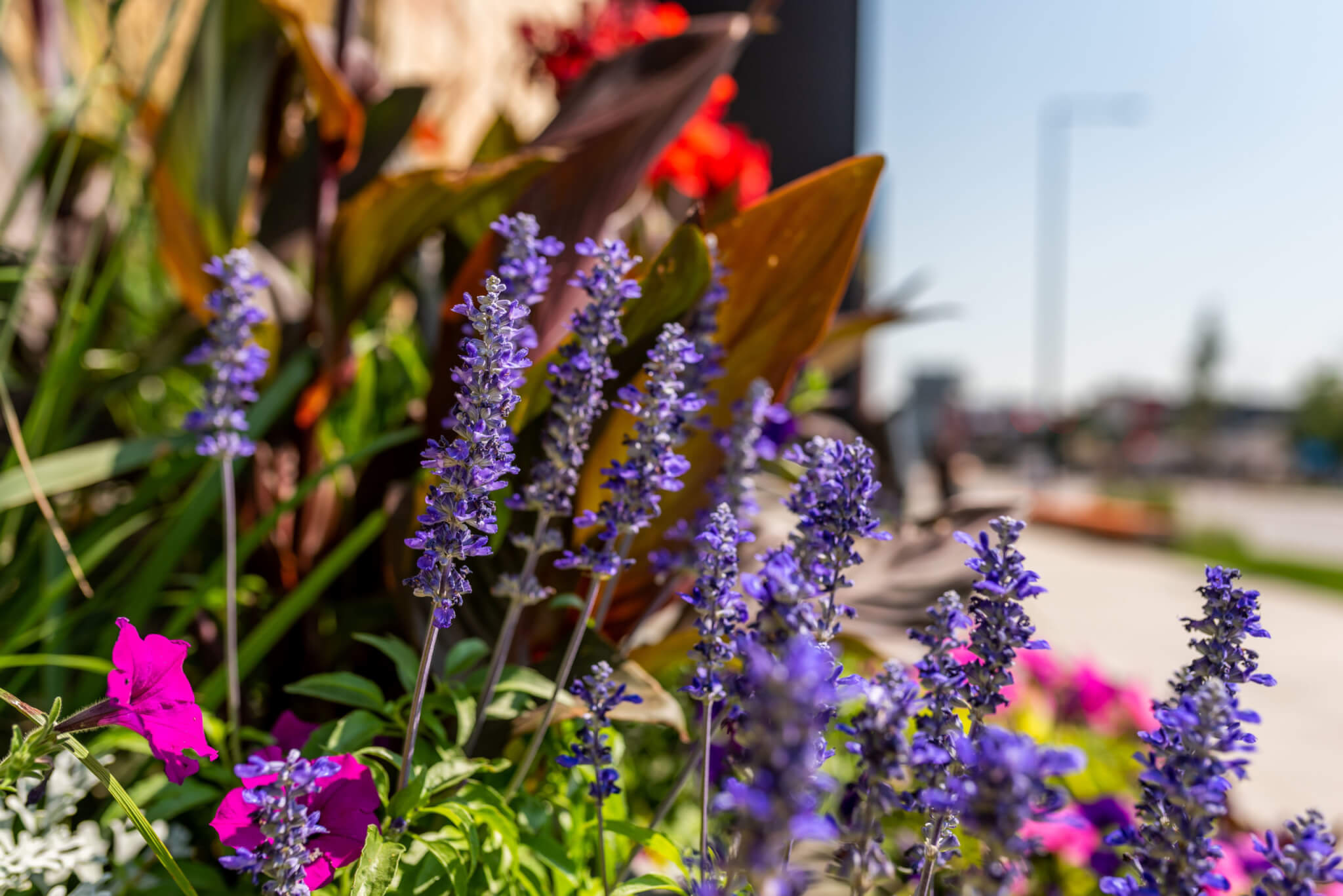 Different colour flower plants outside of a building