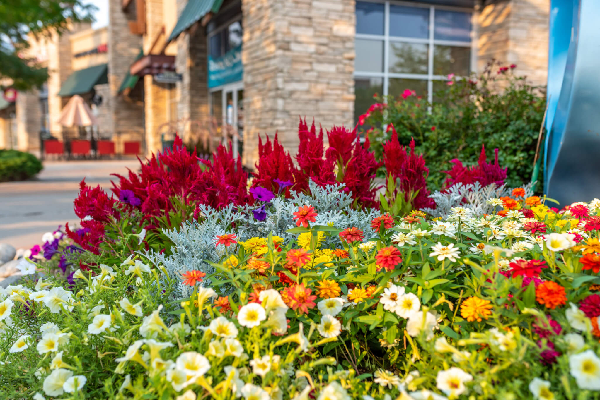 Different colour flower plants outside of a building pathway