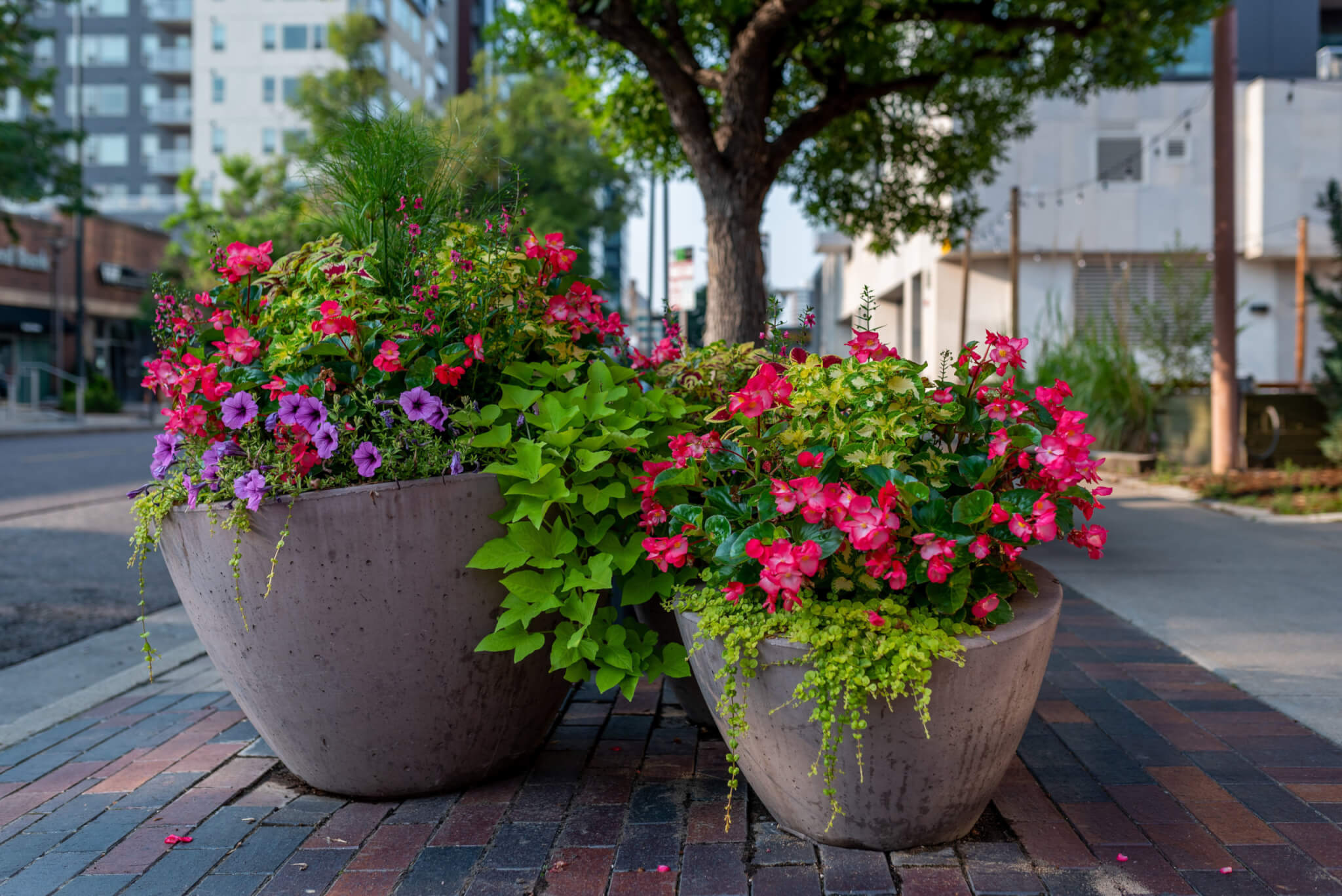 There are trees, a big and a small flower pots in middle of the footpath