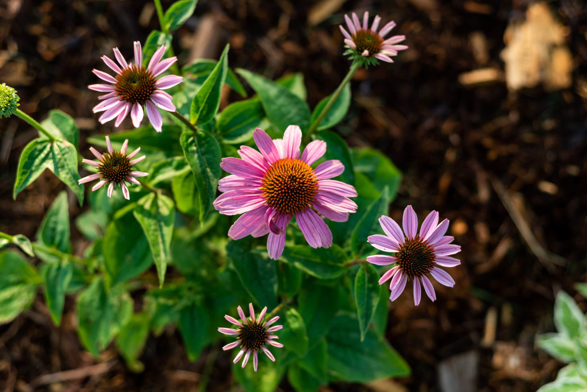 Pink colored flower plant in the garden