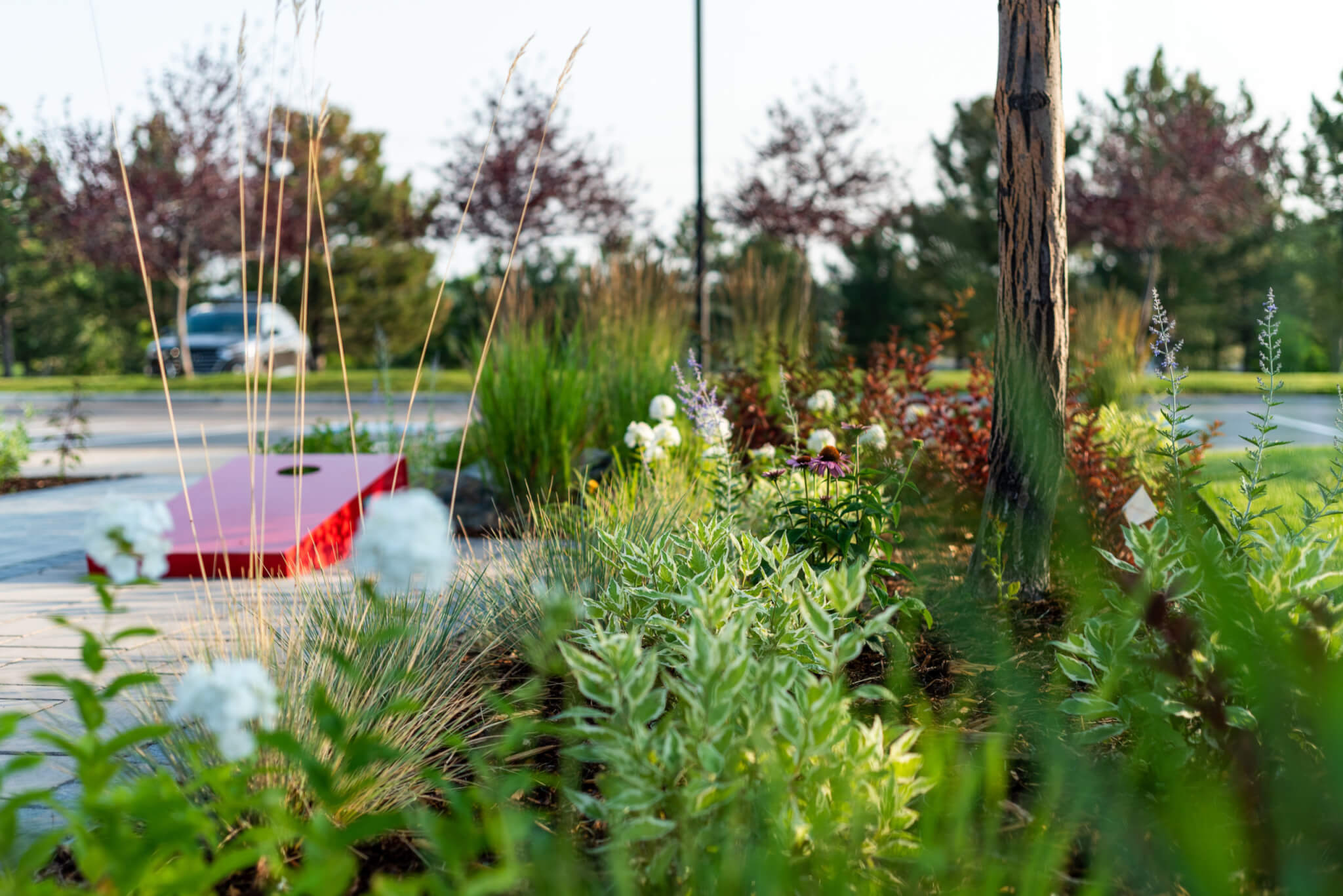 Garden area with variety of plants and tree