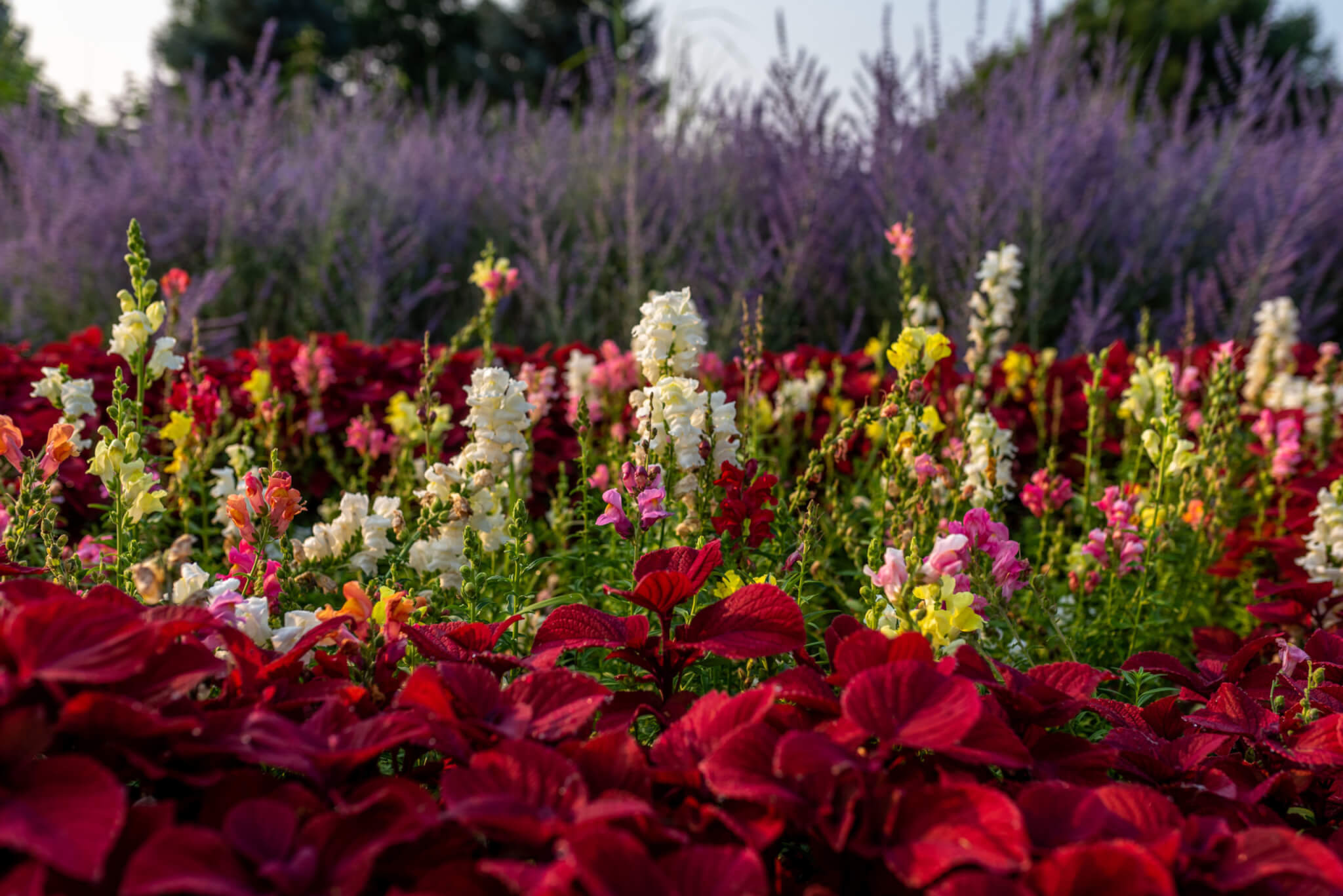 Different colour flower plants and red colour leaves plants are in the garden