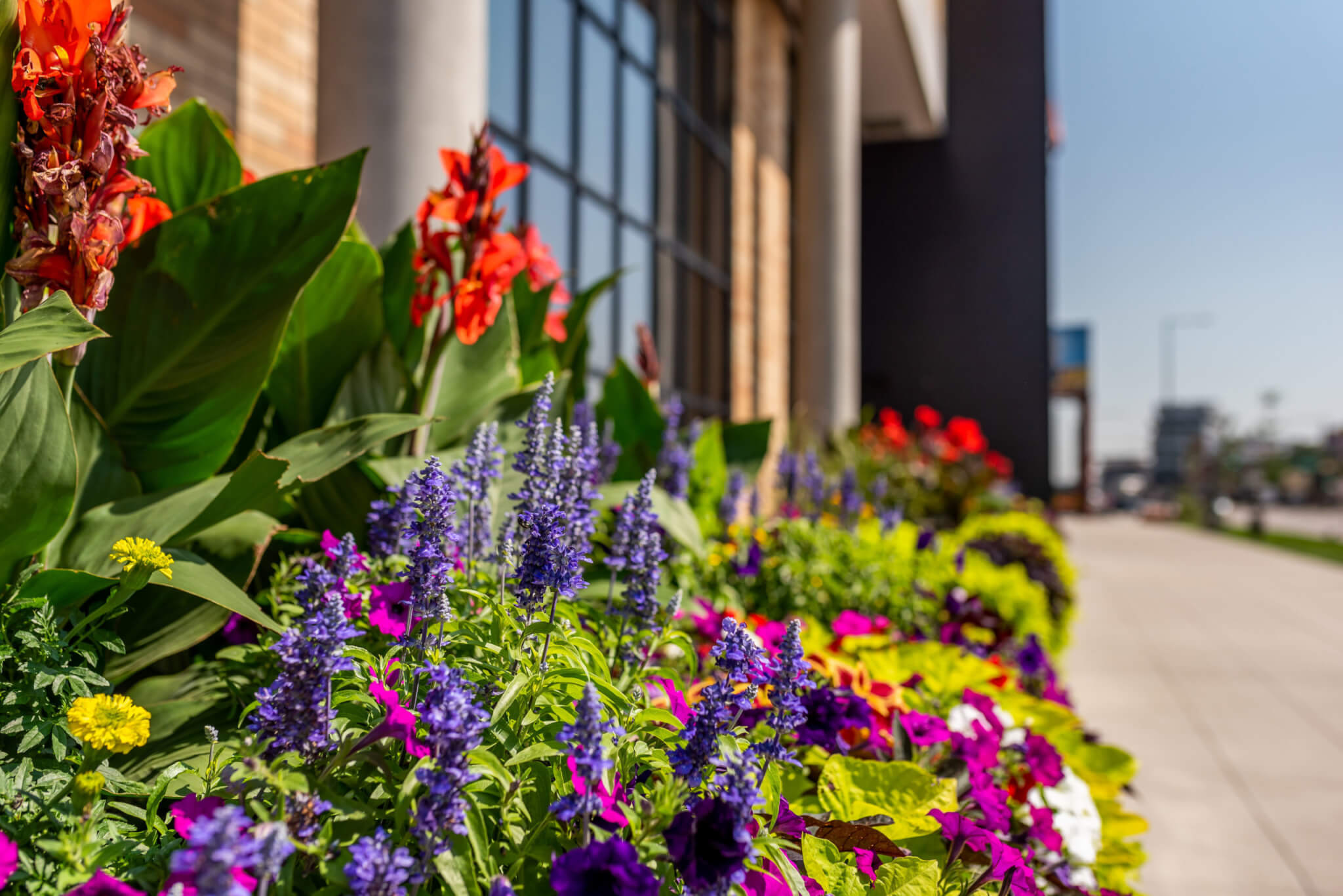 Different colour flower plants outside of a building