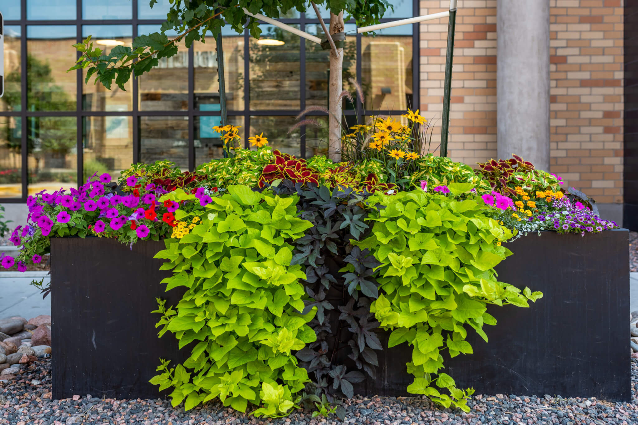 A big black stone flower pot is filled with different types of plants and colour flower plants