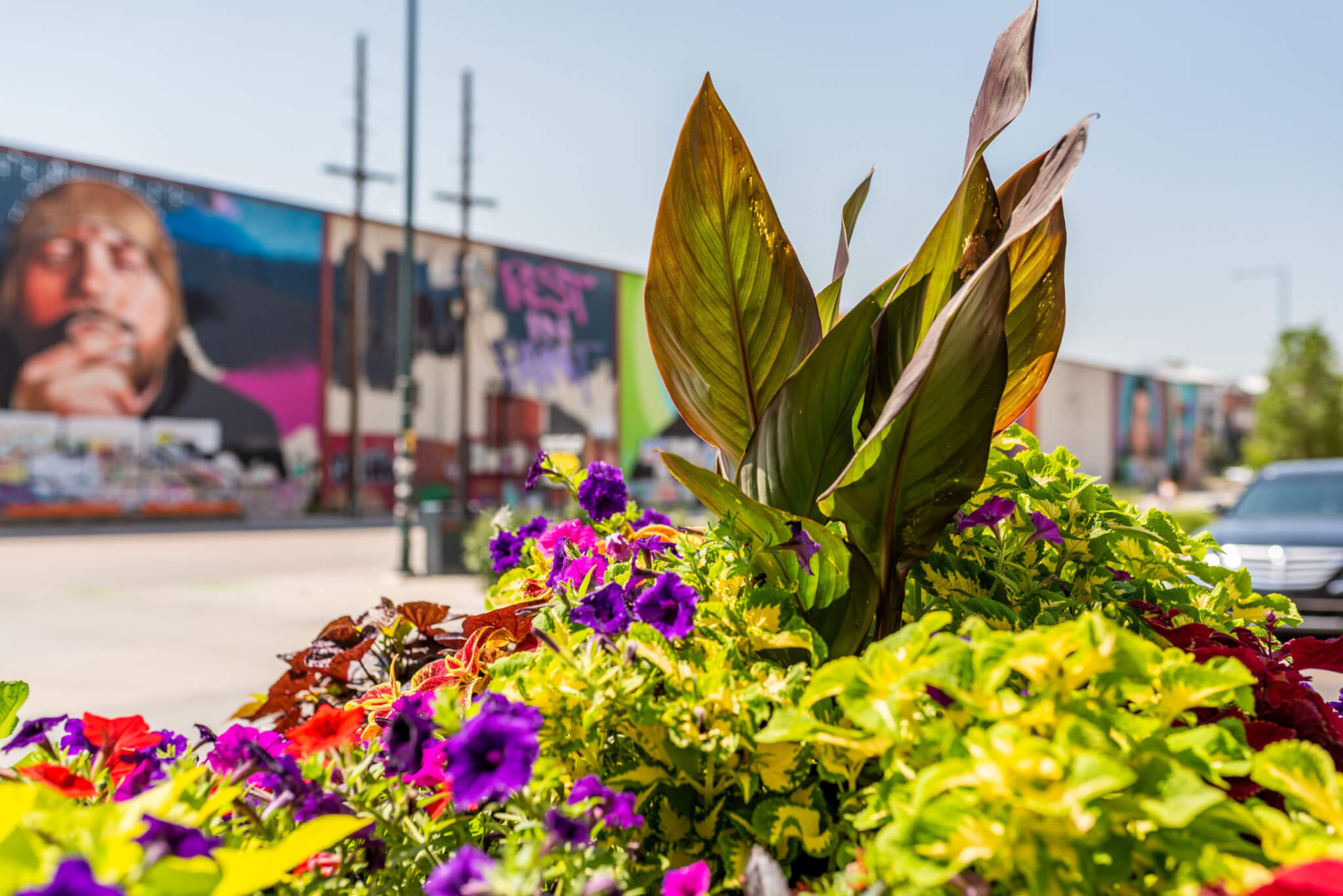 Purple, red, colour flower plants and plants on the road side