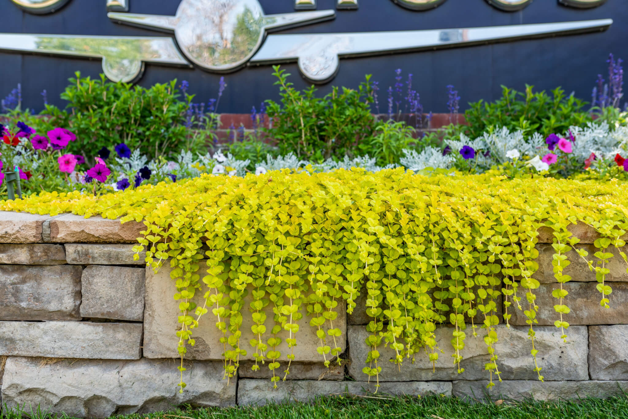 A bed of flowers in front of a sign