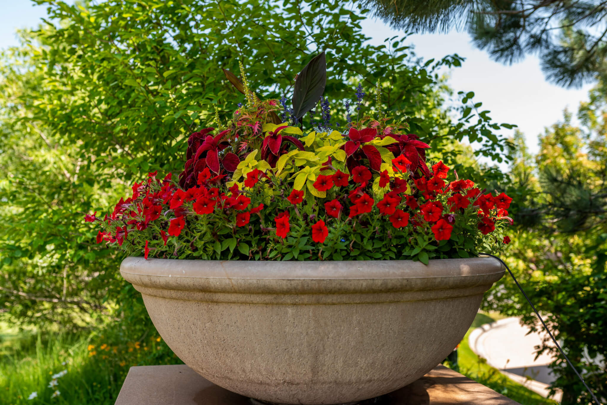A big flower pot filled with colourful flower plants in the garden