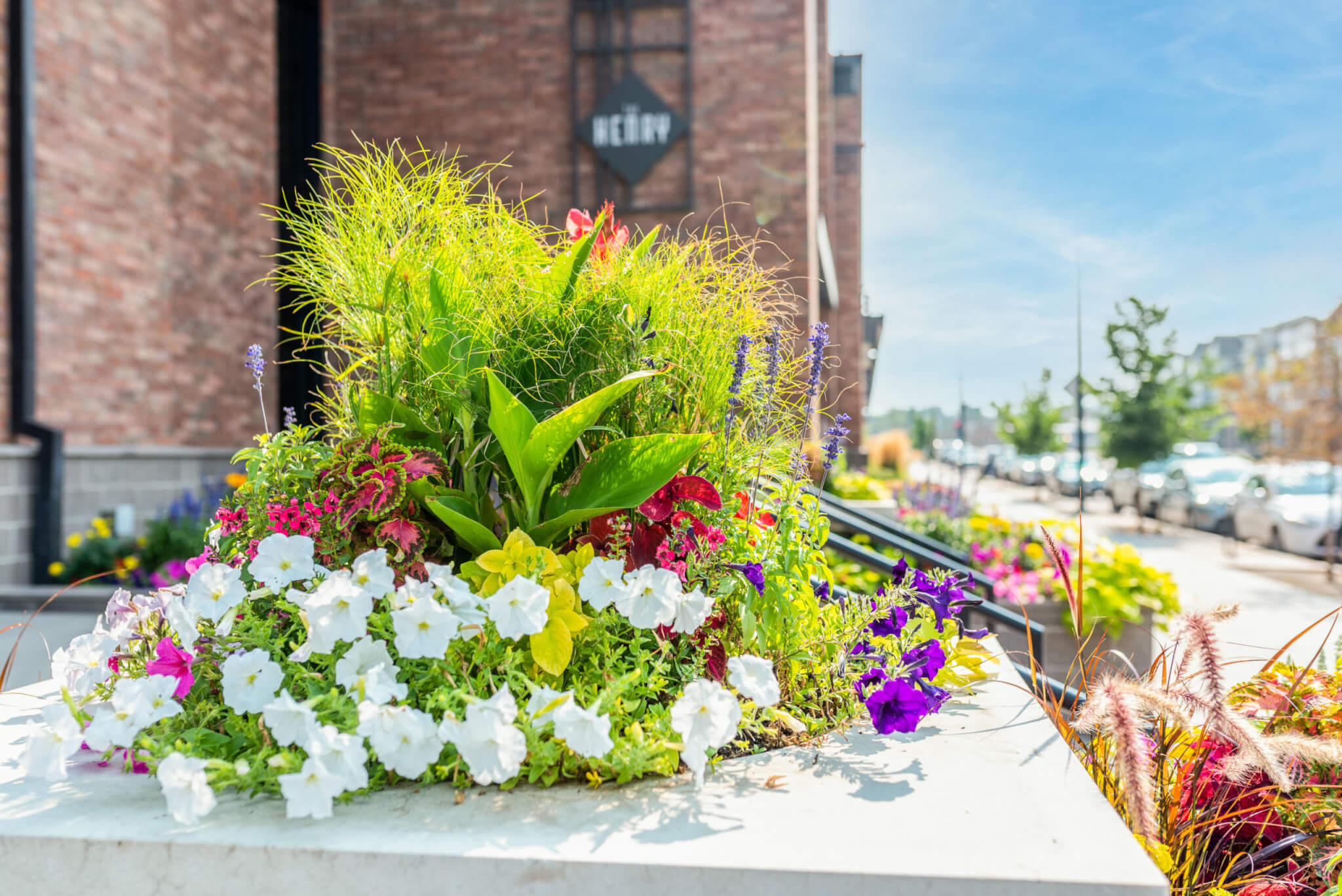 Flower pot with multicolour flower plants in front of the building