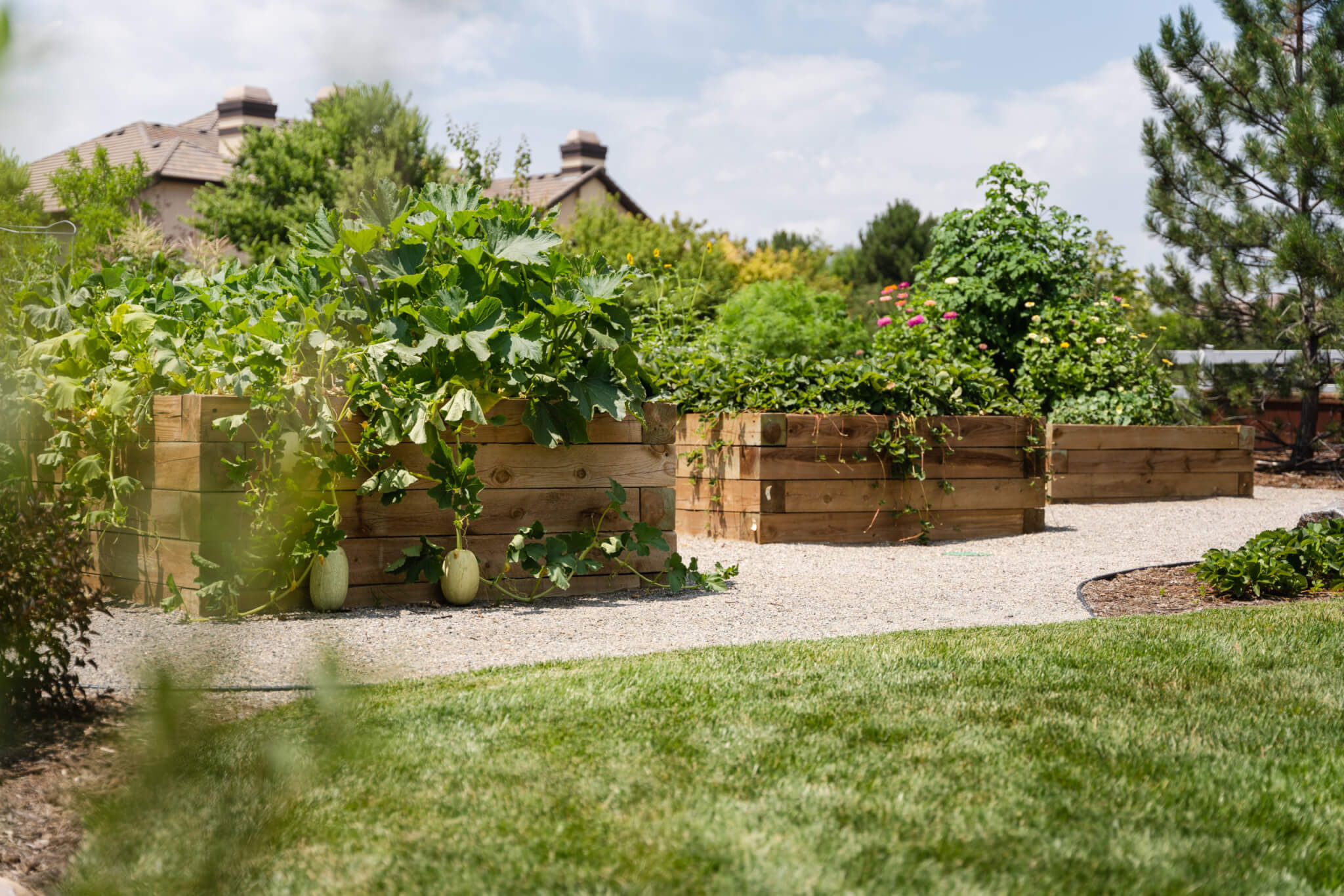 Wooden planter boxes filled with plants