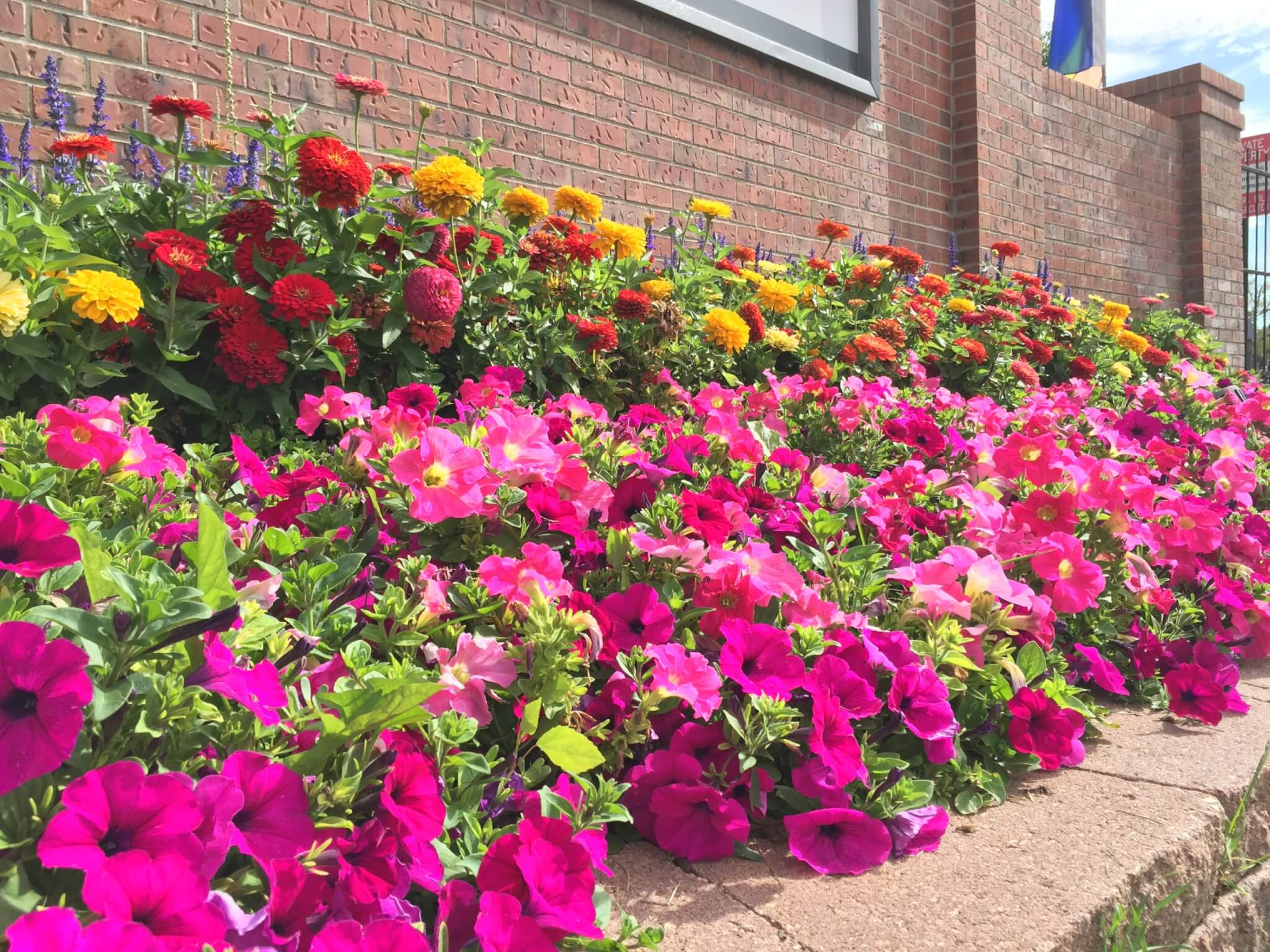 The side of a building filled with colourful flower plants