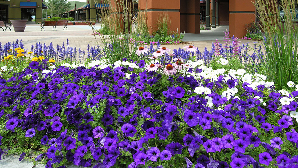 Lawn area filled with purple colour flower plants