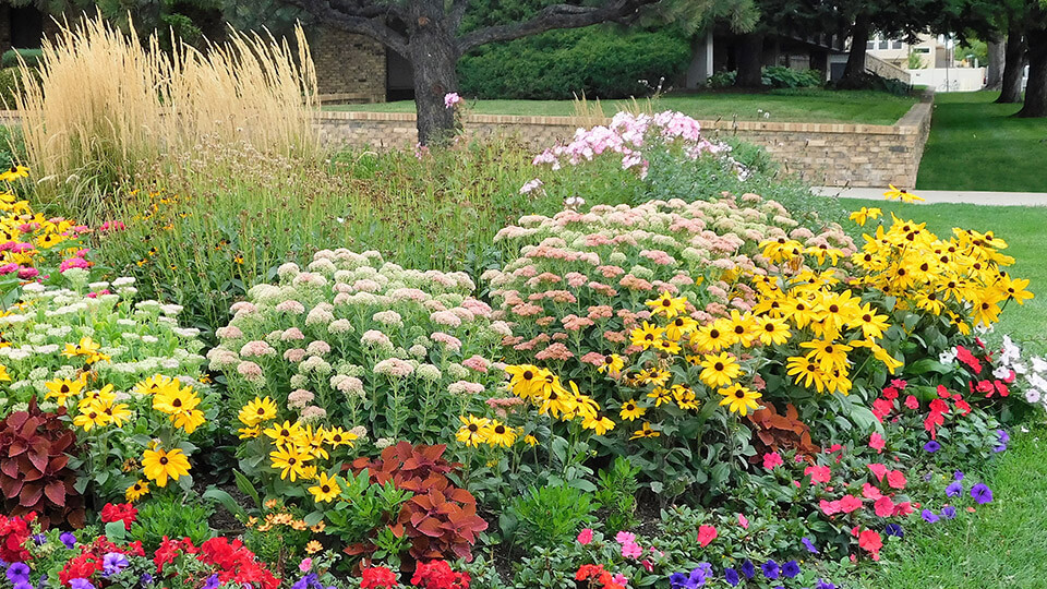 The grass field filled with trees and different colors flower plants