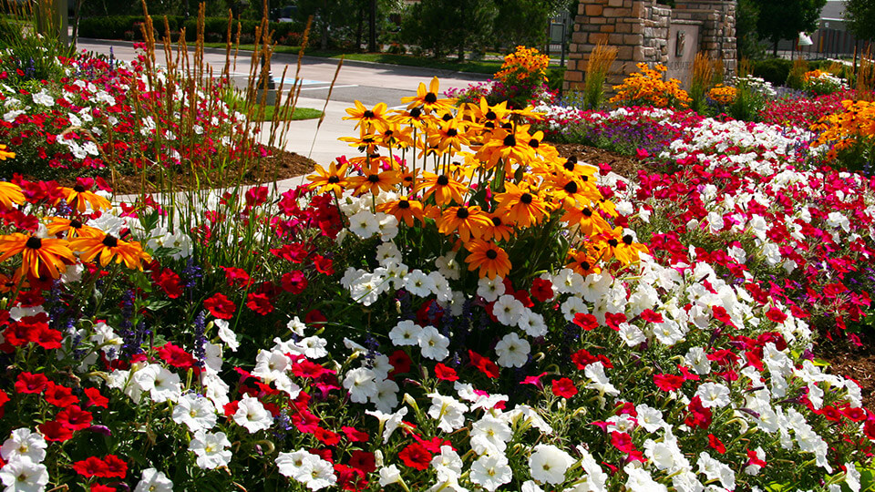 Pathway in the building filled with different colours flower plants