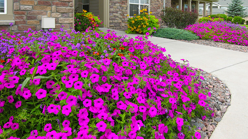 Pathway in the building with colourful flower plants