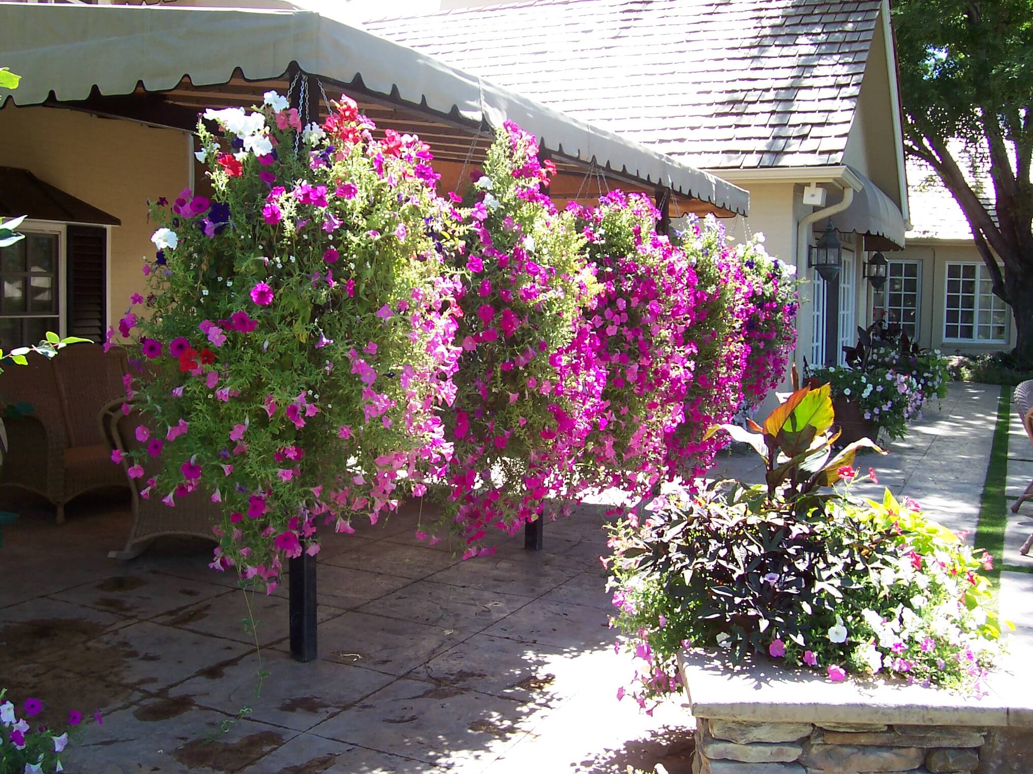 Hanging plant basket with long grass flowers plants