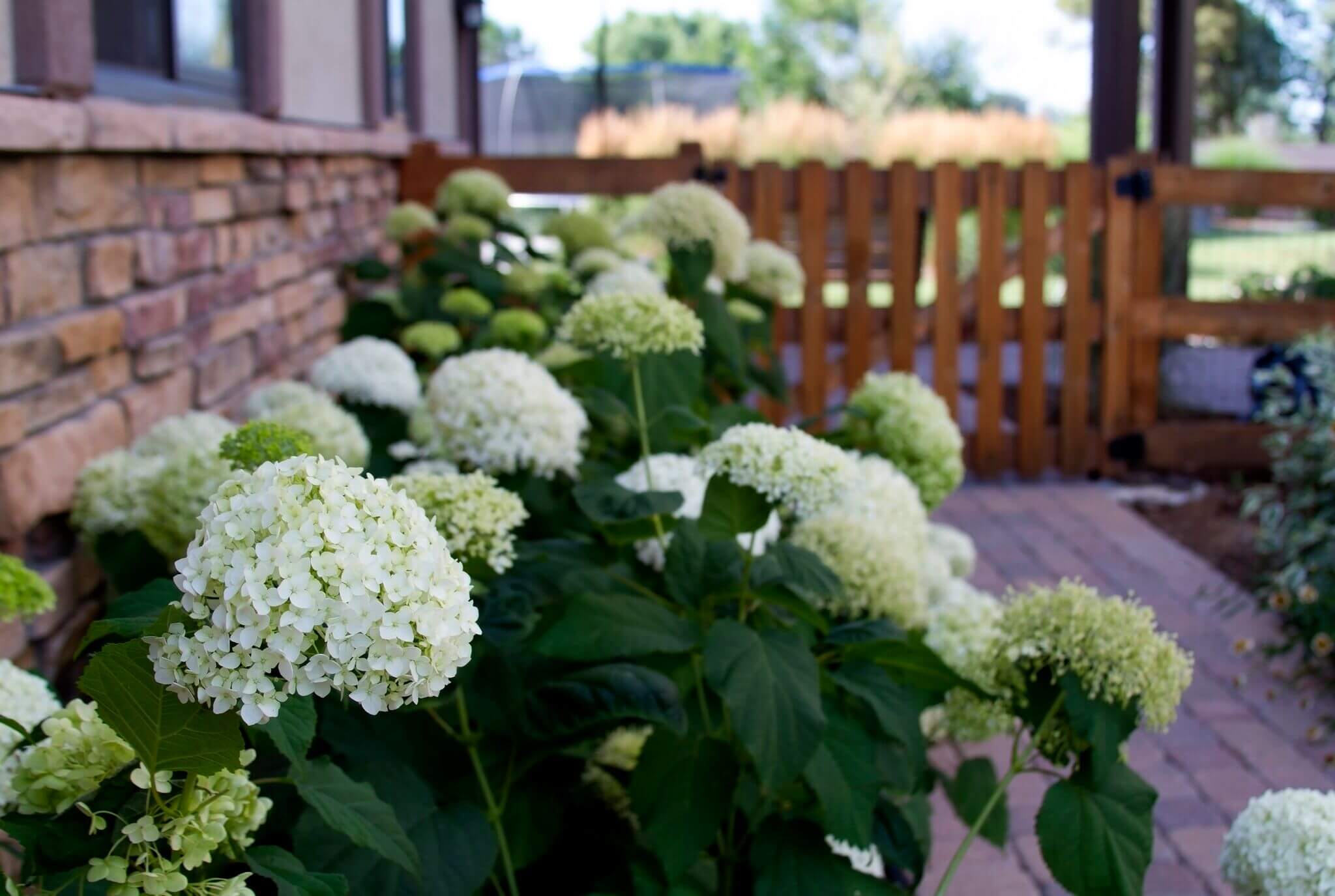 White colour flower plants are in front the house
