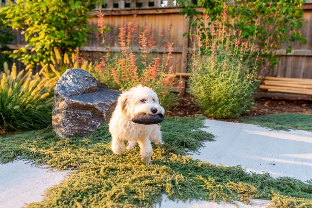 Dog Holding a Frisbee Hanging Out in a Dog-Friendly Backyard