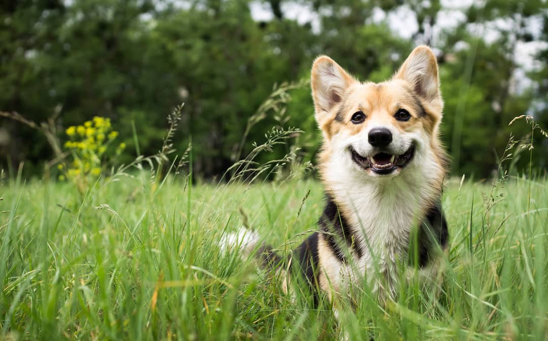 Dog Sitting in a Meadow with Flea-Repellant Herbs