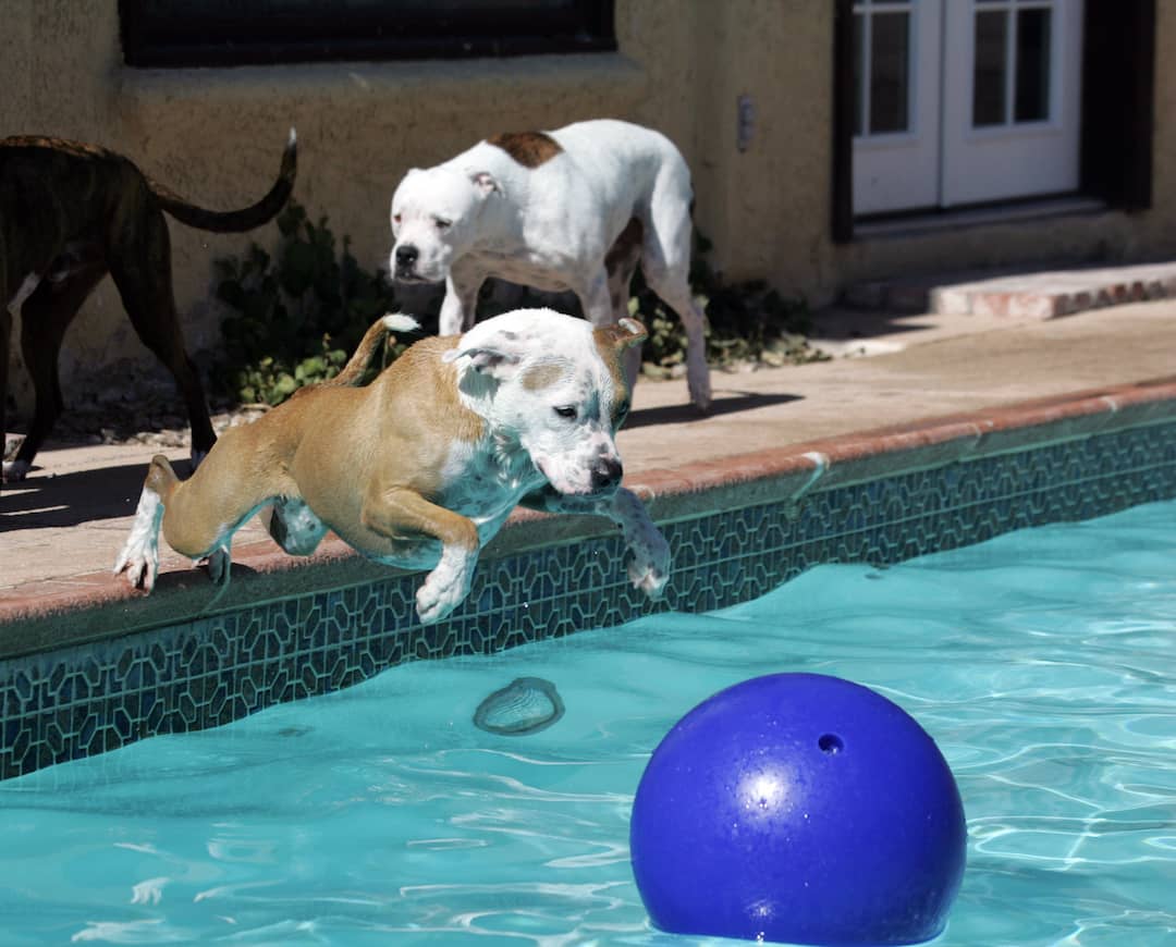 Dogs Playing in a Pool