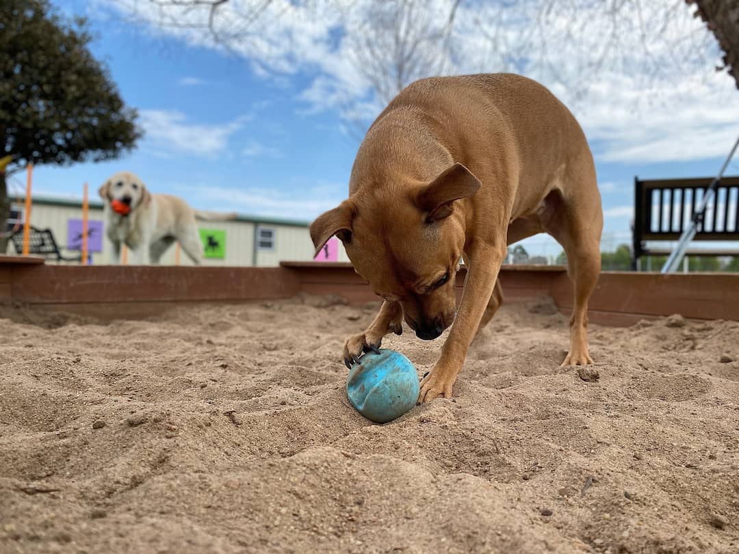 Dog Playing with a Ball in a Dig Pit 