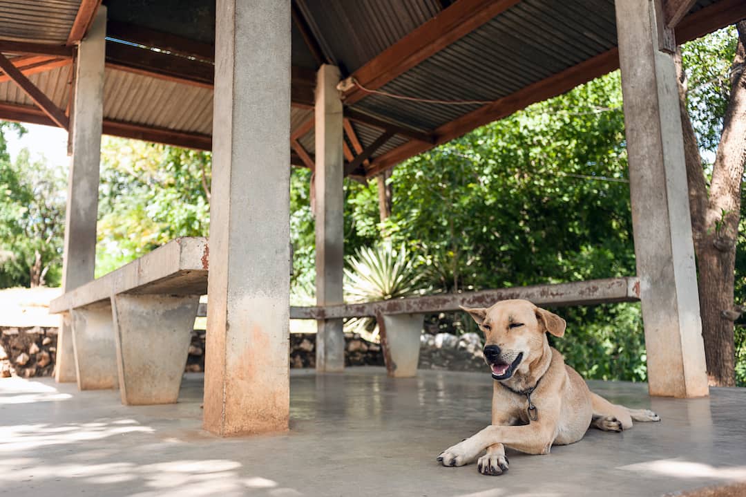 Dog Sitting in the Shade