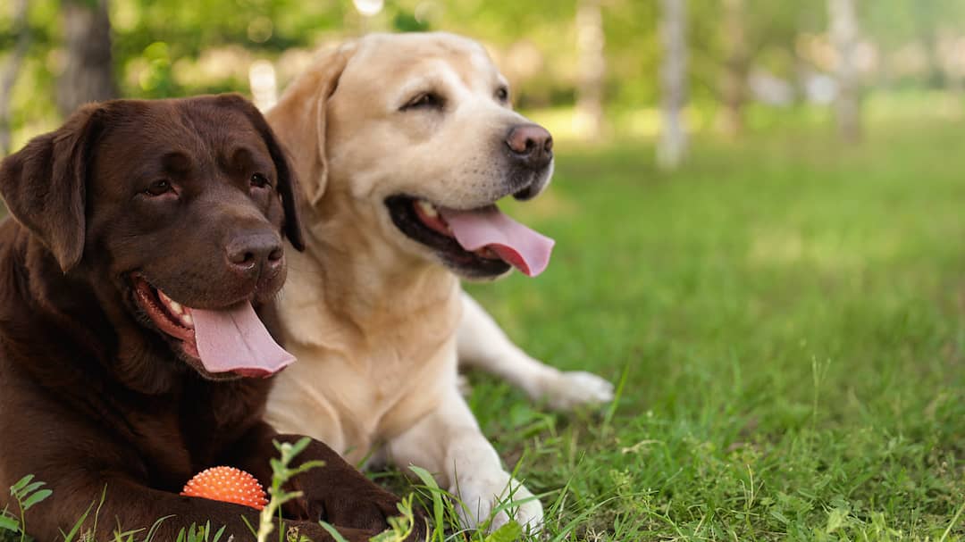 Two Labrador Retrievers Side-by-Side