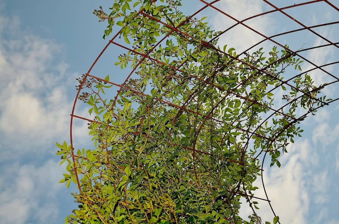 Green Wall & Vines Used for Privacy