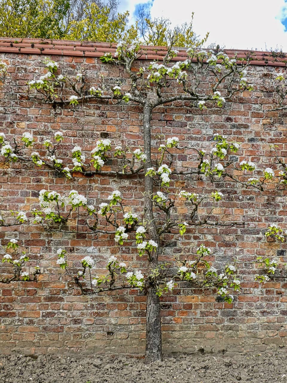 Espaliers on Brick Wall