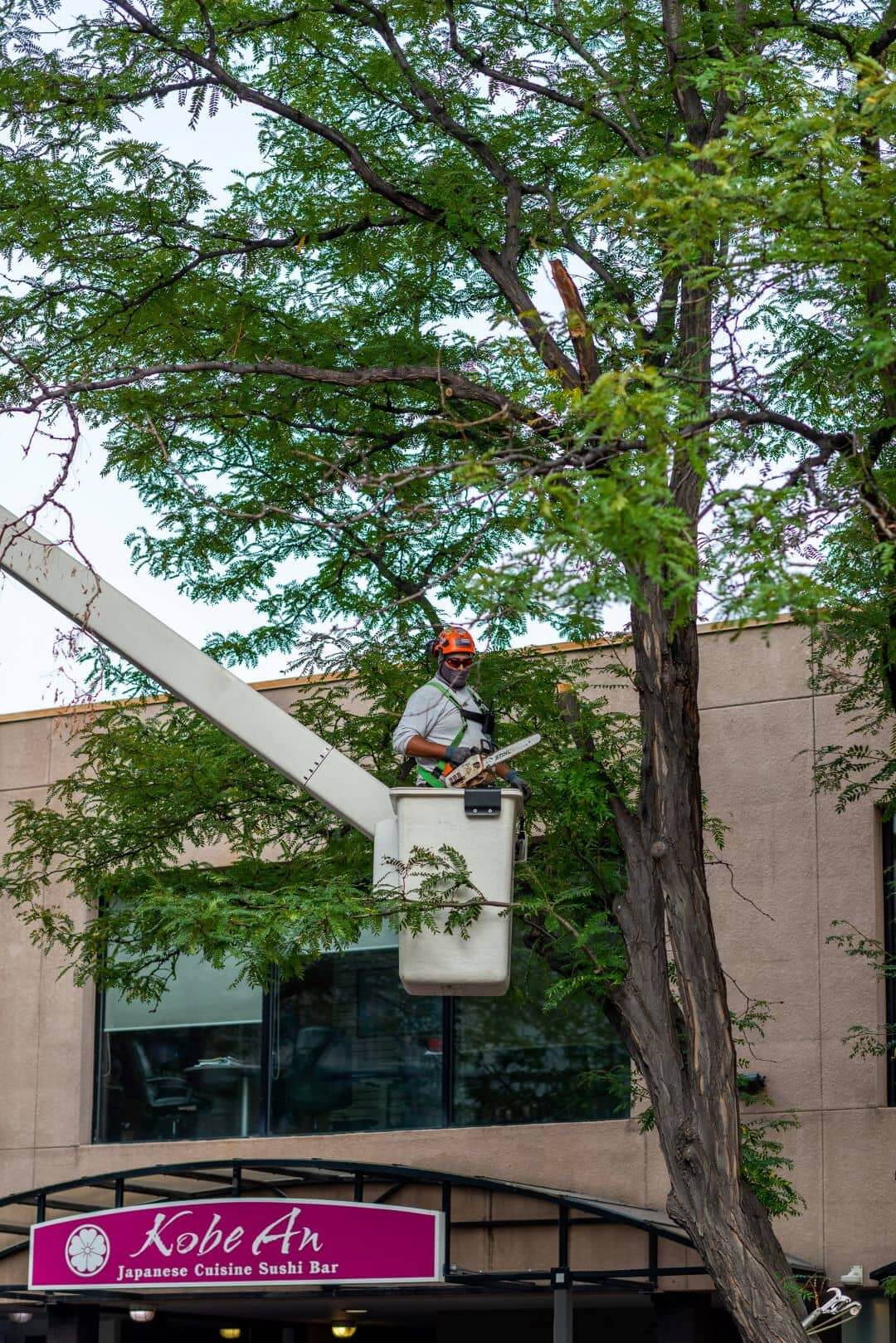 Employee Cutting Down Tree