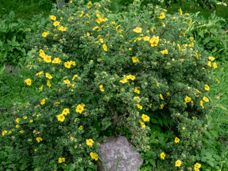Potentilla: Plant Commonly Used in Drought-Tolerant Landscaping