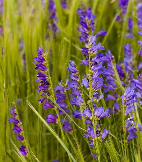 Rocky Mountain Penstemon (Penstemon Strictus): Plant Commonly Used in Drought-Tolerant Landscaping