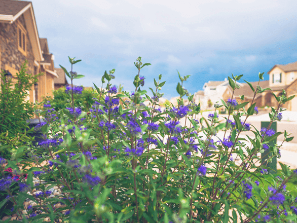 Blue Mist Spirea (Caryopteris): Plant Commonly Used in Drought-Tolerant Landscaping
