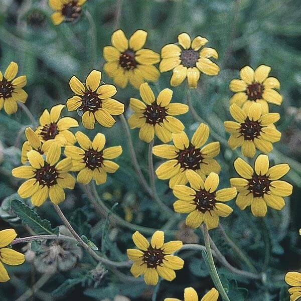 Chocolate Flower (Berlandiera Lyrata): Plant Commonly Used in Drought-Tolerant Landscaping