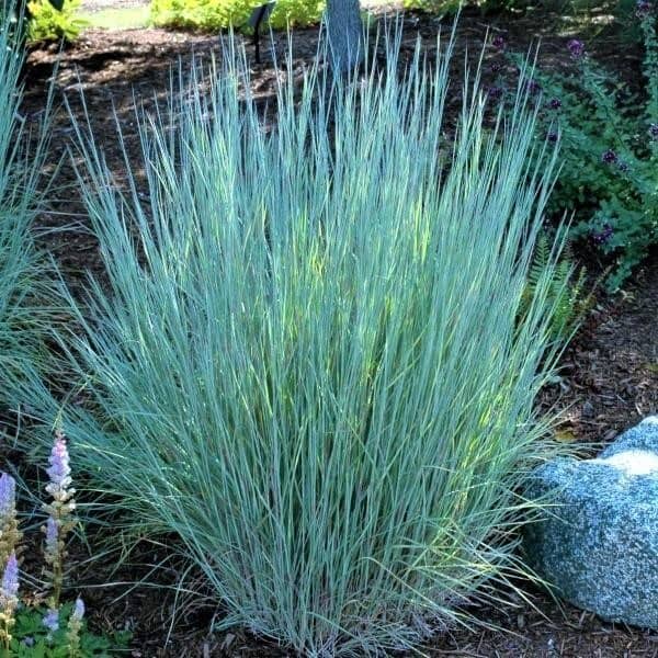 Little Bluestem Grass (Schizachyrium Scoparium): Plant Used in Drought-Tolerant Landscaping