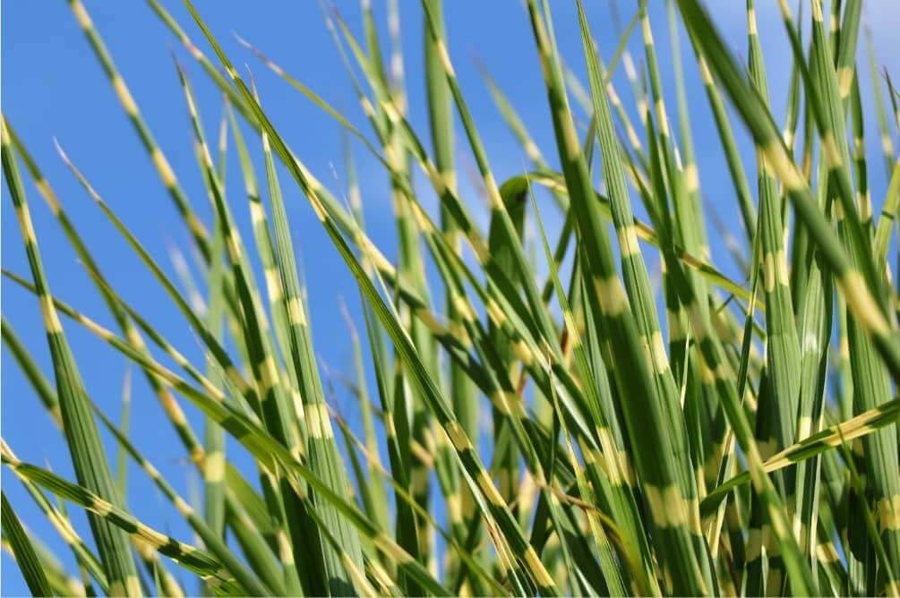 Zebra Grass - Type of Ornamental Grass