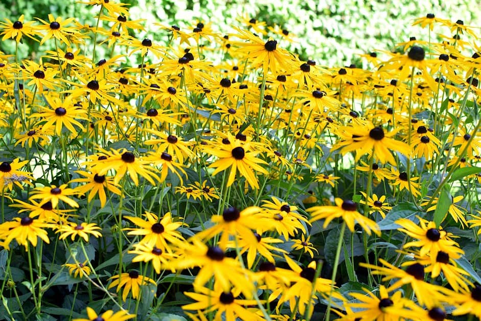 Rudbeckia - Type of Ornamental Grass