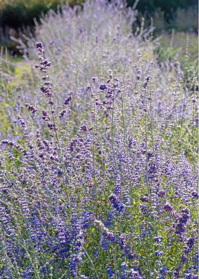 Russian Sage - Type of Ornamental Grass